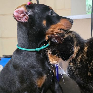A dog and a cat showing affection indoors.