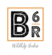 B6 Ranch & Wildlife Studio