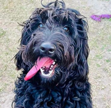 Raven black female dog