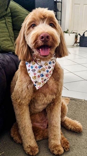Happy Australian Cobber dog in Brisbane breeder home, ethical breeder, 