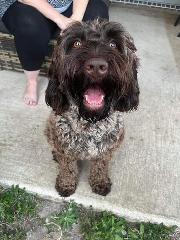 Chocolate female dog