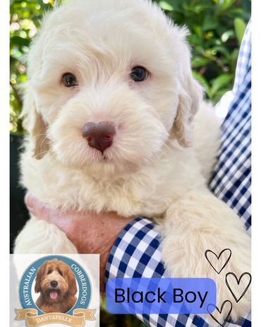 Closeup of an Australian Cobberdog puppy with glossy coat at Dantapelle, Brisbane