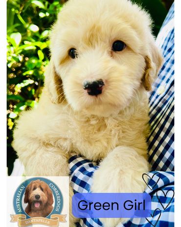 Closeup of an Australian Cobberdog puppy with glossy coat at Dantapelle, Brisbane Ethical Breeder