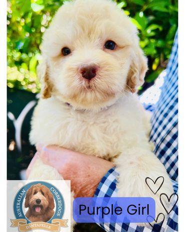 Closeup of an Australian Cobberdog puppy with glossy coat at Dantapelle, Brisbane Ethical Breeder