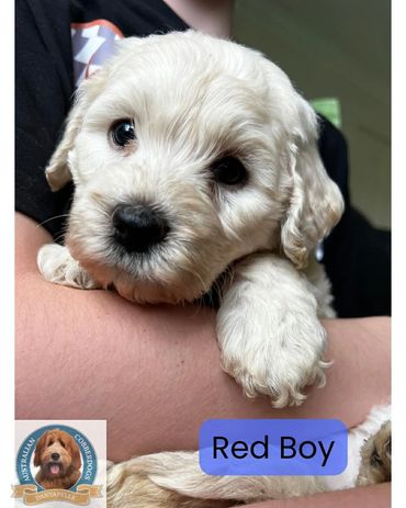 Closeup of an Australian Cobberdog puppy with glossy coat at Dantapelle, Brisbane