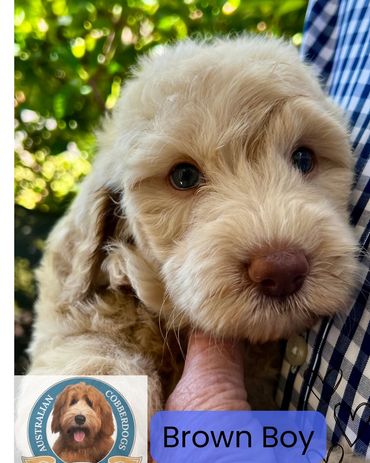 Closeup of an Australian Cobberdog puppy with glossy coat at Dantapelle, Brisbane