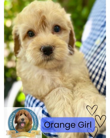 Closeup of an Australian Cobberdog puppy with glossy coat at Dantapelle, Brisbane Ethical Breeder