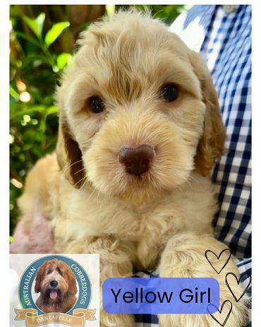 Closeup of an Australian Cobberdog puppy with glossy coat at Dantapelle, Brisbane