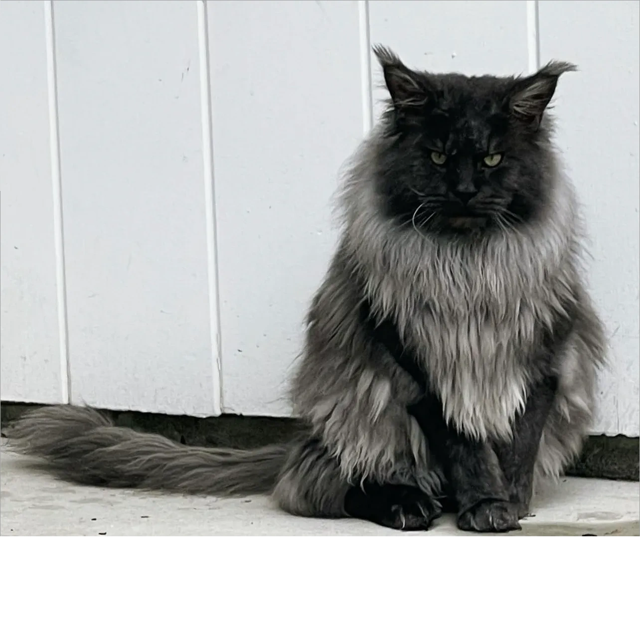 Maine Coon Kittens for Sale Best Maine Coon Breeders