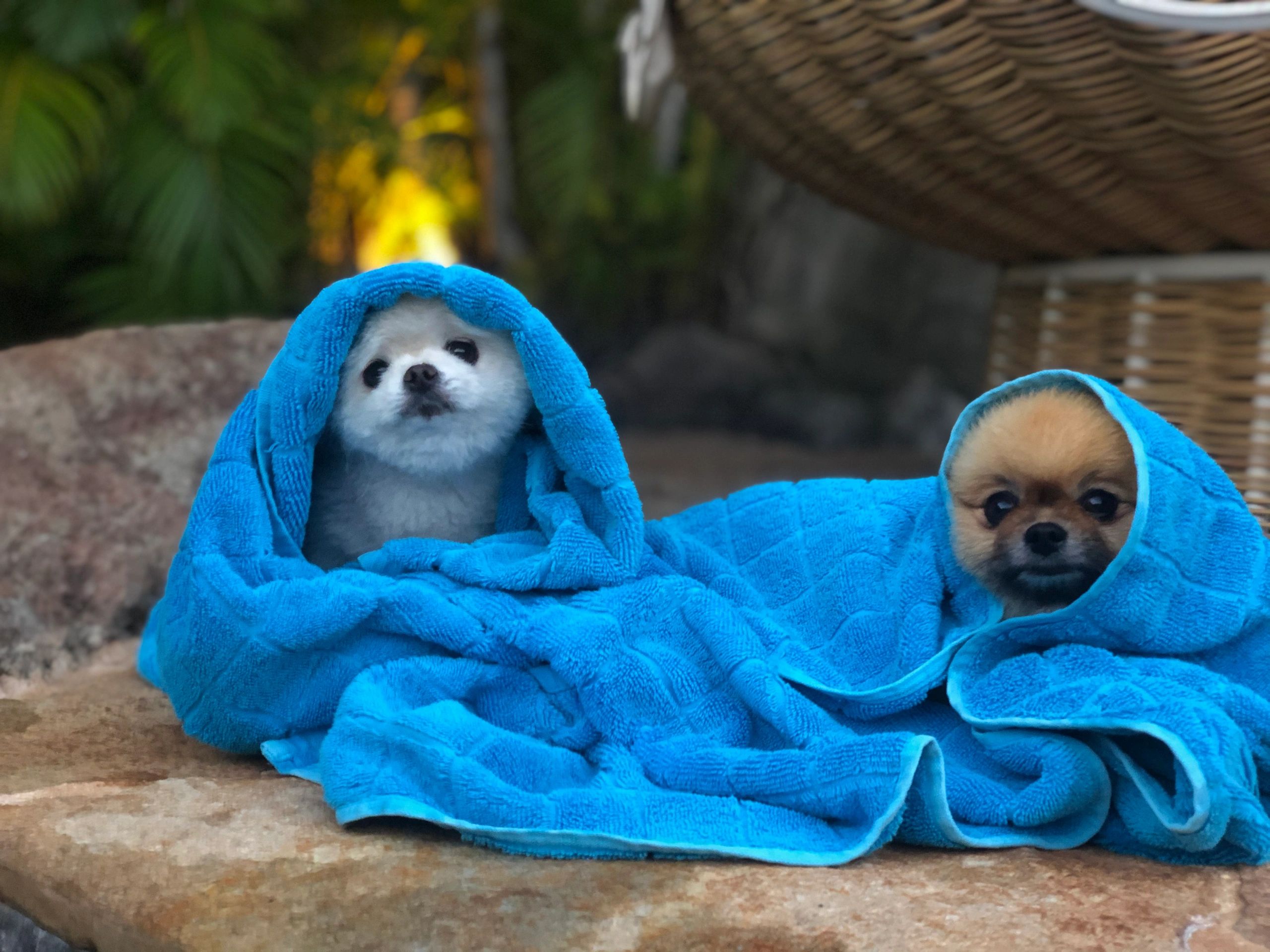 Find Reliable Dog Sitters in Your Area at Ku 'u Maka