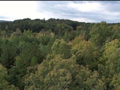 Lush green forest with a cloudy sky above.