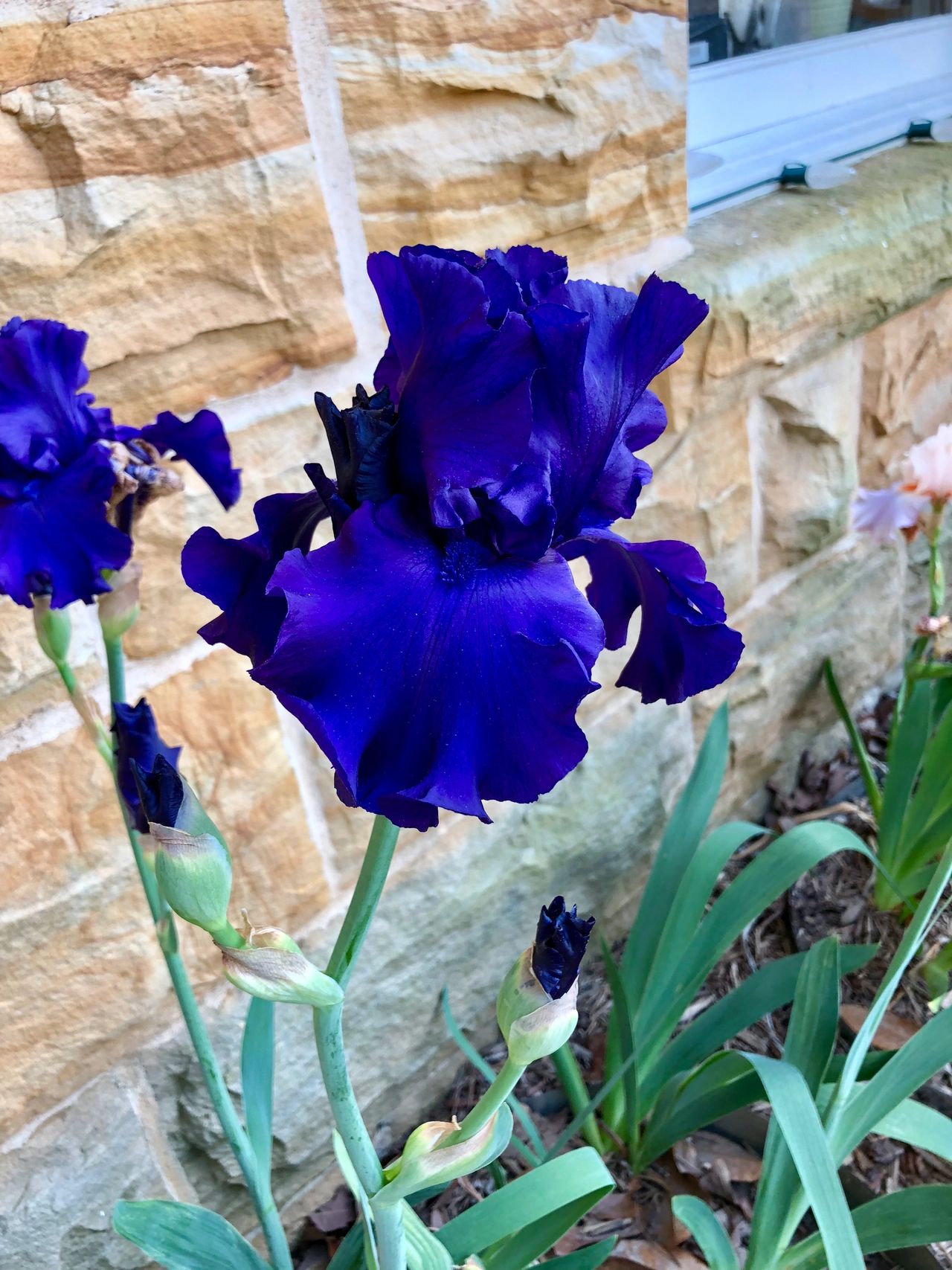 May 1 2 2020 Iris Festival Plans Underway