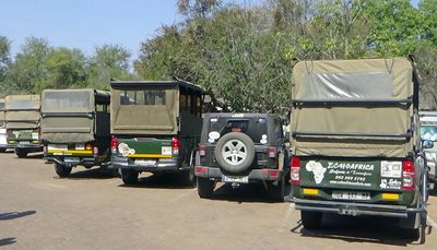 Rhino making friends with the safari vehicles