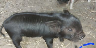 DOB 7/29.  Sire USA BH Tutaki 4/   Dam- Tewhangi2/Trish