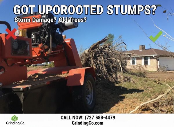 grinding uprooted stump in Hernando County, no stumps are to big or small .
we grind them all.