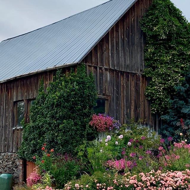 Barn Blossom Formerly Tower Perennials