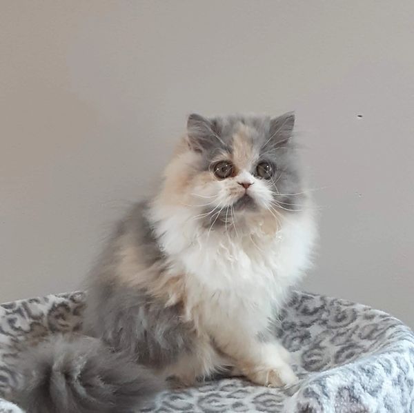 Fluffy tricolor kitten sitting on a patterned blanket in a cozy bed.
