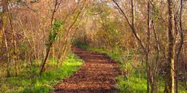 Path in the forest between trees.