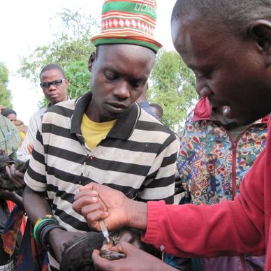 Livestock development. Poultry vaccination in Karamoja