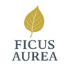 Ficus Aurea