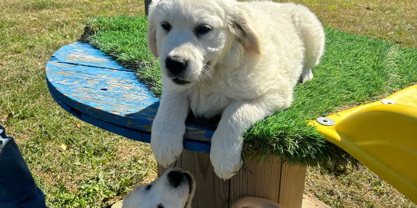 Available  puppies are potty trained, have learned basic commands and are ready to cuddle and play! 