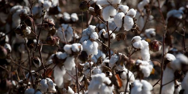 Close-up of cotton plants with fluffy white bolls ready for harvest.