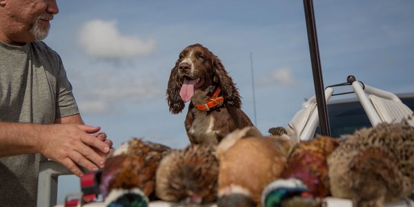 English Cocker Spaniel
 