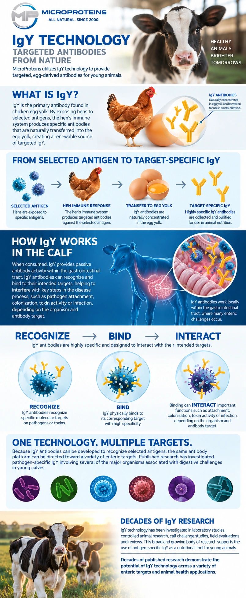 Infographic explaining MicroProteins' IgY technology for targeted antibodies from chicken egg yolk to improve young animal health.