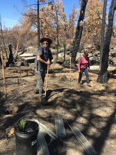 A smiling man makes a hole with a dibble to plant a tree seedling. 