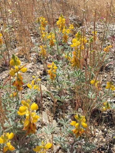 A group of plants with bright yellow flowers cover the ground. 