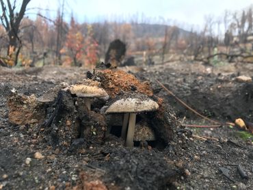 Mushrooms pushing up through an ashen post-fire forest floor. 
