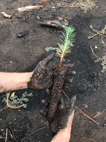 A pair of muddy hands holds a small pine tree seedling. 
