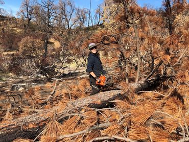 A woman cuts a downed pine tree into smaller pieces with a chainsaw.