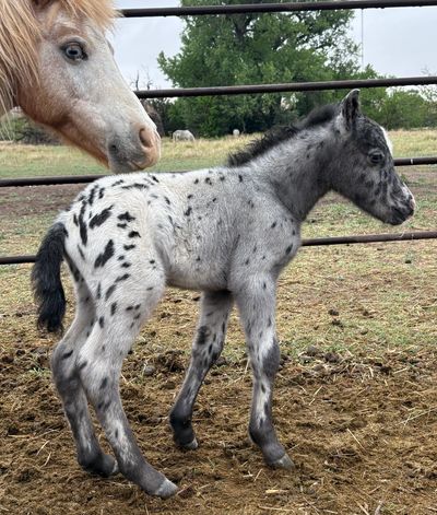 A spotted baby horse with its mother in a fenced area.