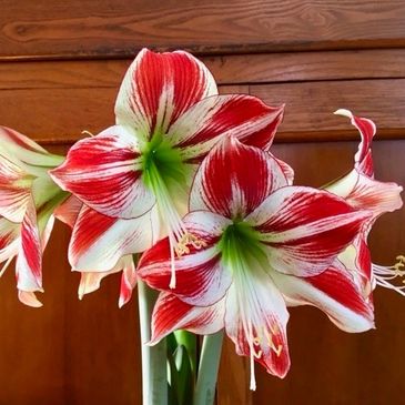 Amaryllis flower