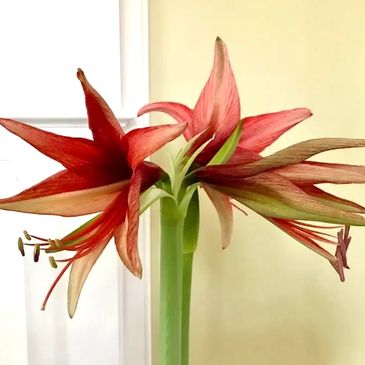 Amaryllis flower