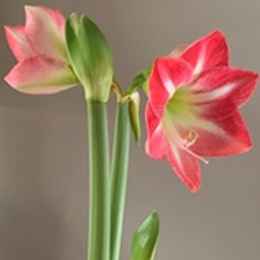 Amaryllis flower