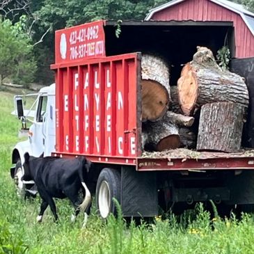 Paul Bunyan Tree Service truck filled with a cut tree. A young cow walks beside the truck.