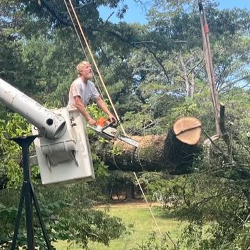 Man in a bucket truck using a chain saw to cut a tree trunk.