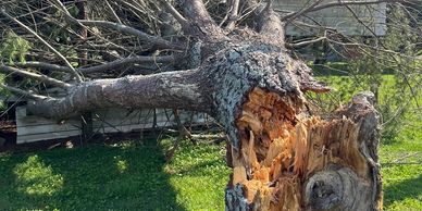 A large tree has fallen and broken near its base on a grassy area.
