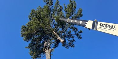 Crane lifting a large tree branch against a clear blue sky.