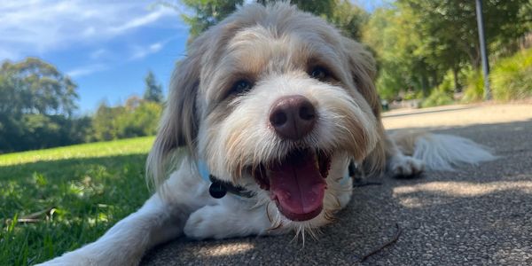 Happy fluffy dog relaxing on the grass during a dog sleepover with Windsor Walkies, Toorak