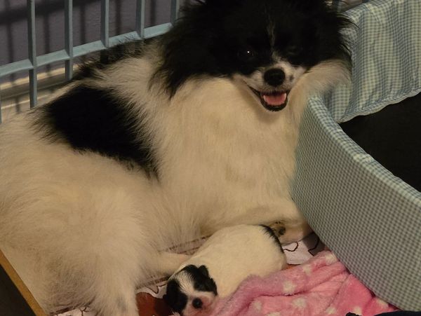 A black and white dog with her newborn puppy lying on a pink polka dot blanket.