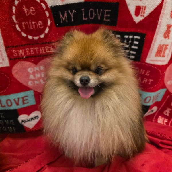 Fluffy Pomeranian sitting in front of a red love-themed blanket.