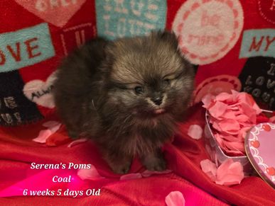 Adorable fluffy Pomeranian puppy named Coal, 6 weeks old, sitting on red fabric with Valentine-themed decorations.
