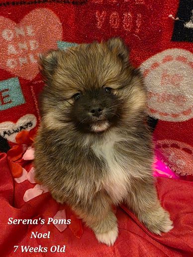 Fluffy Pomeranian puppy sitting on a red blanket with Valentine's Day decorations.