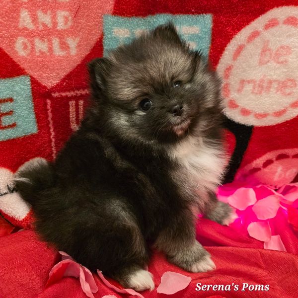 Adorable fluffy Pomeranian puppy named Clara sitting among rose petals.