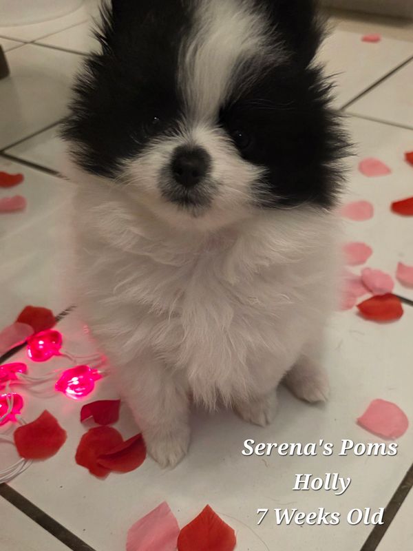 Fluffy black and white Pomeranian puppy sitting among rose petals and pink lights.