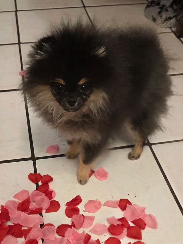 Fluffy small dog standing on tiled floor with red and pink rose petals.