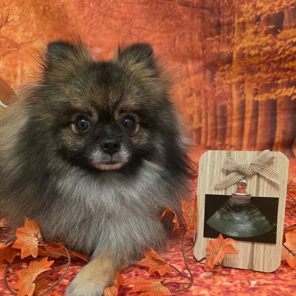 Fluffy dog beside an ultrasound photo with autumn leaves.